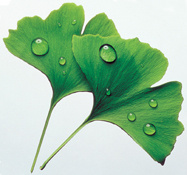 Ginkgo biloba indeholder nogle biologisk aktive stoffer, som udvider blodkarrene og øger tilstrømningen af ilt og næringsstoffer til hjernecellerne. De fleste mærker en klar forskel allerede indenfor ganske få uger. Ginkgo biloba indeholder nogle biologisk aktive stoffer, som udvider blodkarrene og øger tilstrømningen af ilt og næringsstoffer til hjernecellerne. De fleste mærker en klar forskel allerede indenfor ganske få uger.