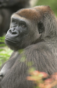 Gorillaerne f�r rigelig plads i den afrikanske afdeling.