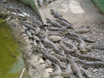 Crocodile Park har f�et en b�rnehave.