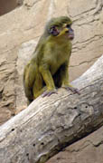 En af zoo�s nye indbyggere.