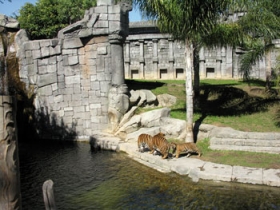 De store Sumatra-tigre har masser af plads at boltre sig p�.