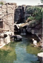 At tr�de ind i Zoo de Fuengirola er en eksotisk og forunderlig oplevelse, hvor dyrene tydeligvis trives i de sp�ndende omgivelser.