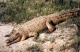 Crocodiles Park Crocodiles Park