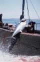Fiskeri Fiskeri