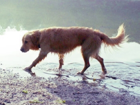Vandhunde skal passe p� �rerne.