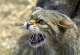 N�r katten er aggressiv