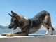 Hundemad