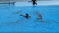 Selwo Marina - delfinshow i Benalmadena