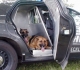 Slip ikke hunden l�s